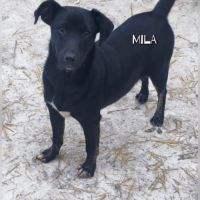 Mila se trouve dans un refuge en ukraine #2