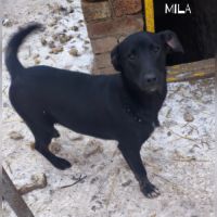 Mila se trouve dans un refuge en ukraine #3