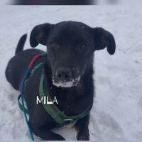 A adopter mila se trouve dans un refuge en ukraine #3