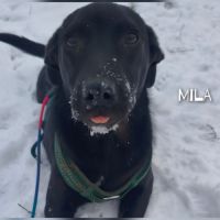 A adopter mila se trouve dans un refuge en ukraine #4