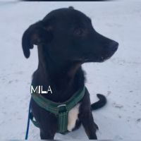 A adopter mila se trouve dans un refuge en ukraine #5