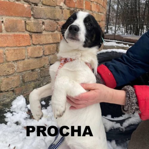 A adopter procha se trouve dans un refuge ukraine