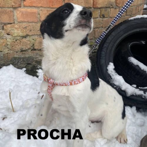 A adopter procha se trouve dans un refuge ukraine #4