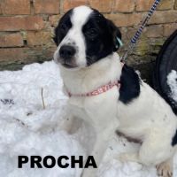 A adopter procha se trouve dans un refuge ukraine #3