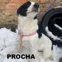 A adopter procha se trouve dans un refuge ukraine #4