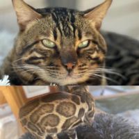 Femelle bengal snow lynx – lignées prestigieuses –