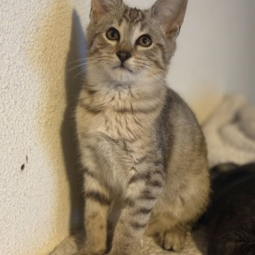 Chatons savannah f5 – look sauvage origine prestig #0