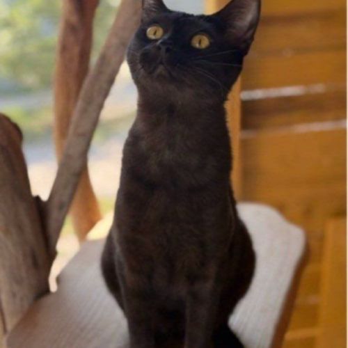 Chatons savannah f5 – look sauvage origine prestig #3