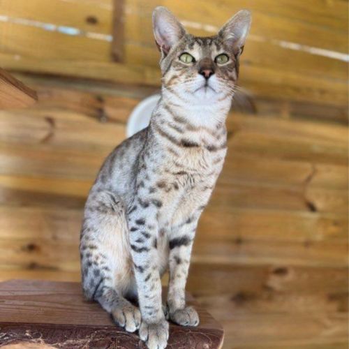 Chatons savannah f5 – look sauvage origine prestig #4