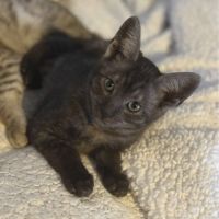 Chatons savannah f5 – look sauvage origine prestig #1