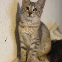 Chatons savannah f5 – look sauvage origine prestig