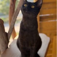 Chatons savannah f5 – look sauvage origine prestig #3