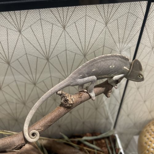 Caméléon casqué du yémen (femelle) + accessoires