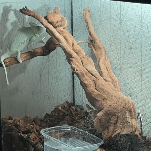 Caméléon casqué du yémen (femelle) + accessoires #5