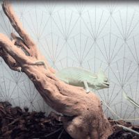 Caméléon casqué du yémen (femelle) + accessoires #2