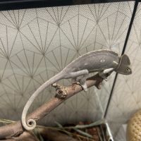 Caméléon casqué du yémen (femelle) + accessoires #0