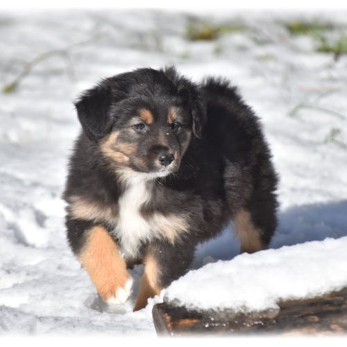 Magnifiques chiots bergers australiens lof #2