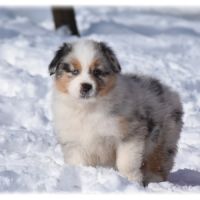 Magnifiques chiots bergers australiens lof