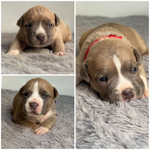 Magnifique chiots amstaff lof tricolore /blue fawn #1