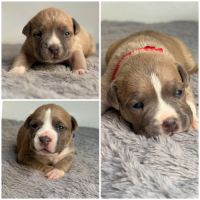 Magnifique chiots amstaff lof tricolore /blue fawn #1