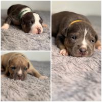 Magnifique chiots amstaff lof tricolore /blue fawn #2