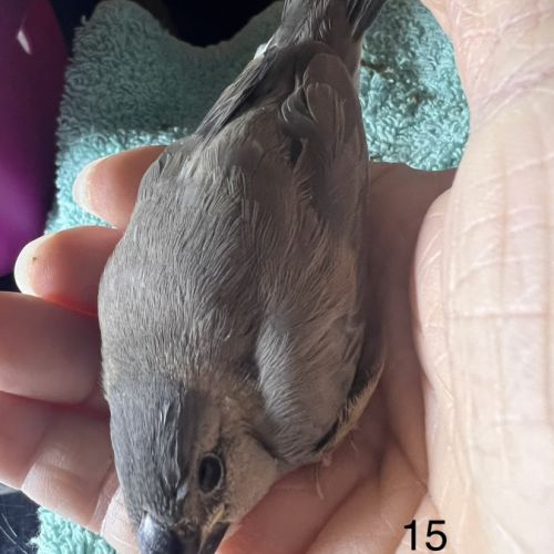 Vente de padda de java man