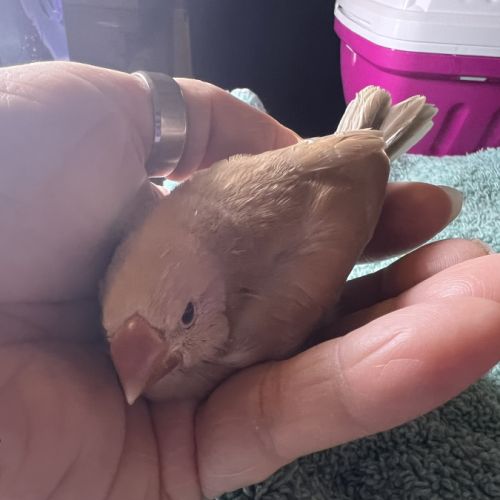 Vente de padda de java man #3