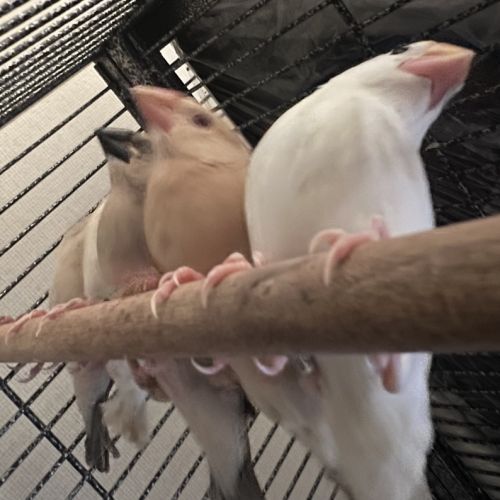 Vente de padda de java man #4