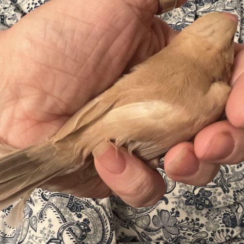 Vente de padda de java man #5