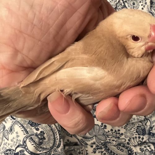 Vente de padda de java man #6