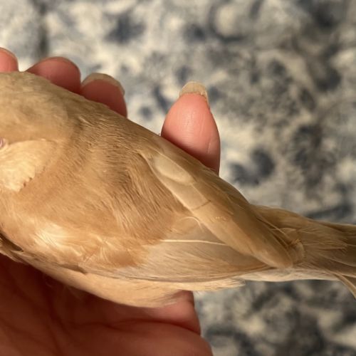 Vente de padda de java man #7