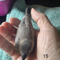 Vente de padda de java man #1