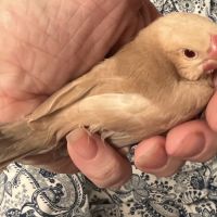 Vente de padda de java man #6