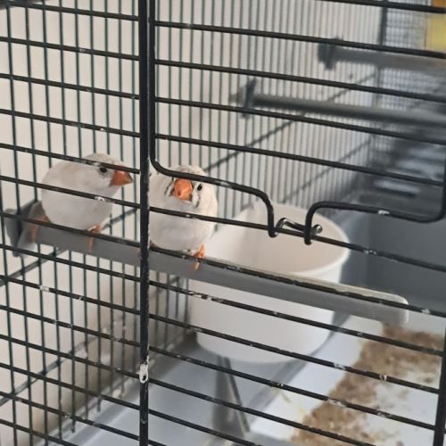 Mandarin femelles #1