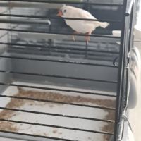 Mandarin femelles #0