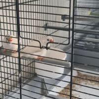 Mandarin femelles #3