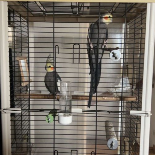 Couple de perruche calopsitte + cage #2