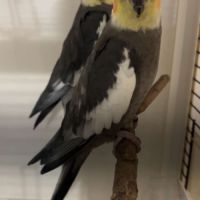 Couple de perruche calopsitte + cage