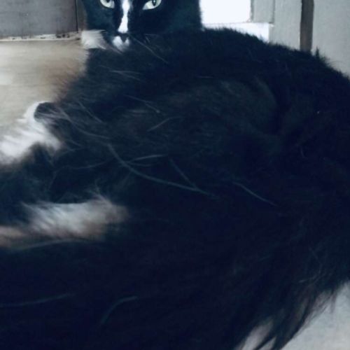 Chatte maine coon loof retraitée #1