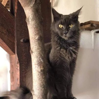 Chatte maine coon loof retraitée #2