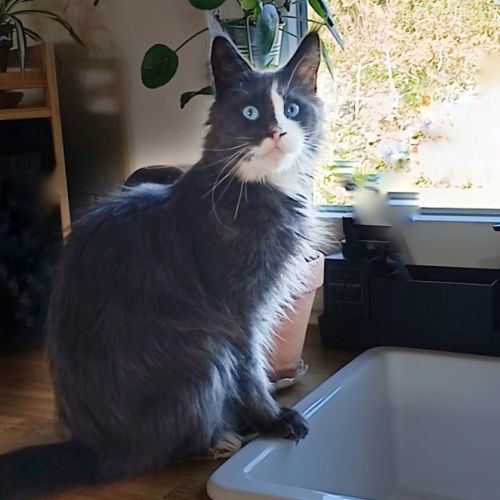 Chatte maine coon loof retraitée #4