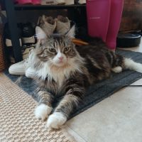 Chatte maine coon loof retraitée