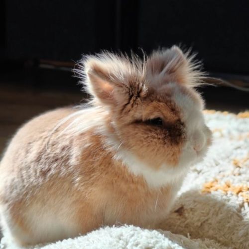 Lapin tête de lion / nain