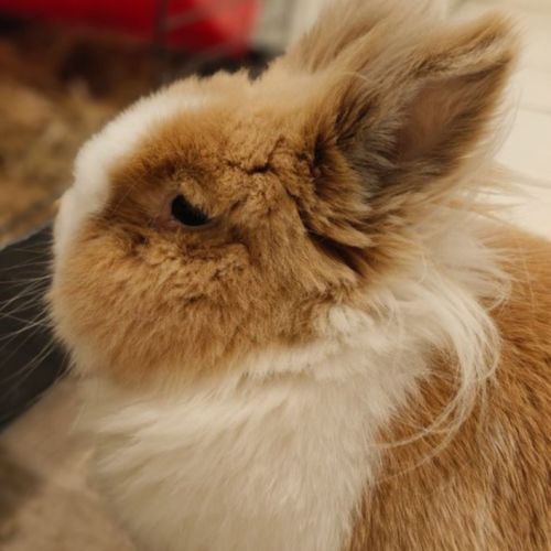 Lapin tête de lion / nain #4