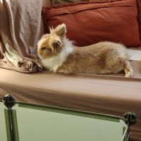 Lapin tête de lion / nain #1