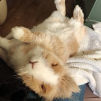 Lapin tête de lion / nain #2