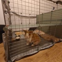 Lapin tête de lion / nain #5