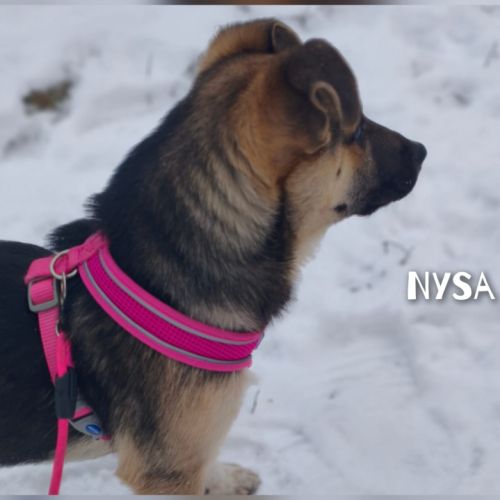 Nysa se trouve dans un refuge en ukraine #2