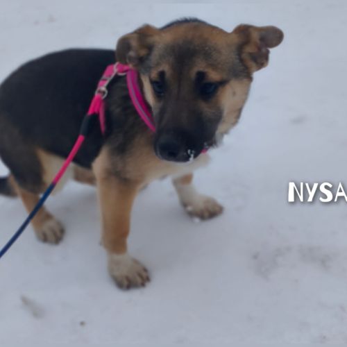 Nysa se trouve dans un refuge en ukraine #3