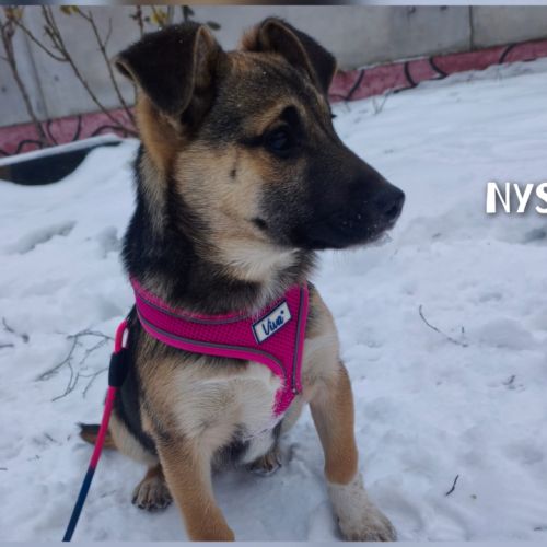 Nysa se trouve dans un refuge en ukraine